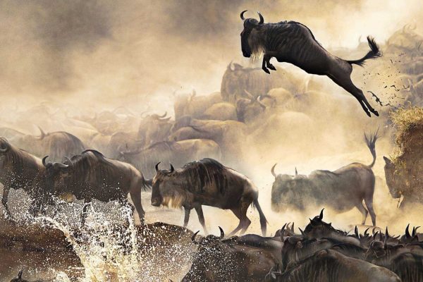 Capture Stunning Photos on a Serengeti Wildebeest Migration Safari